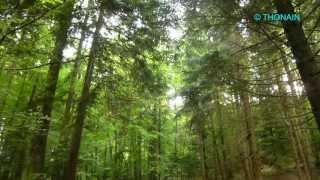 ASMR CHANT DOISEAUX FORET  BIRDS SONGS relaxation pause détente repos zen ambiance animaux nature [upl. by Anahoj169]