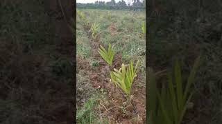 new areca plant create karyon farming kannada [upl. by Ettennyl]