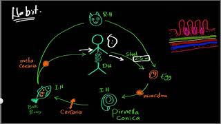 Parasitology 04 H hetrophyes »DrMoaz [upl. by Nepsa]