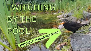 Birdwatching Twitching Hidden Camera Wildlife Pond Ornithology [upl. by Valonia28]