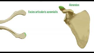 Clavicula  Anatomie Aufbau Verbindungen Frakturen [upl. by Attelahs]