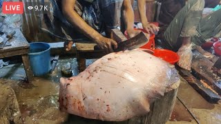 Wow excellent big Shapla Fish cutting skill  Joy cutting point [upl. by Justine]