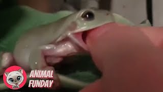 Frogs Eating Fingers 🐸😆 Funny Cute Frog Compilation 🤣 Animal Funday [upl. by Eelarual979]