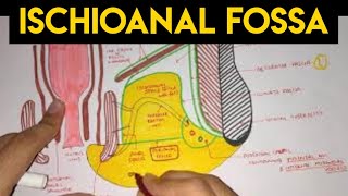 Perineum  2  Ischioanal Fossa [upl. by Calder]