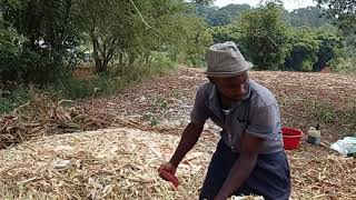 How to make silage from Maize Stovers  Stage 1  256700830886 256780702921 [upl. by Karas826]