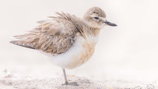 New Zealand DotterelGodwits [upl. by Gaye]