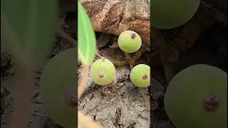 Ficus racemosa Moraceae family nature forestflower trending fruit natureforest floragarden [upl. by Leuqram318]