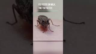 Fly Feeds on Milk The TseTse Fly [upl. by Borgeson]