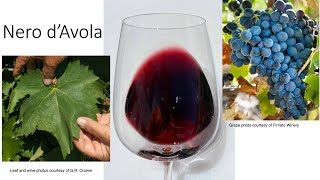 Grape Variety 22 Nero dAvola [upl. by Bibby]