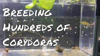 How To Breed Hundreds of Corydoras [upl. by Eylsel]