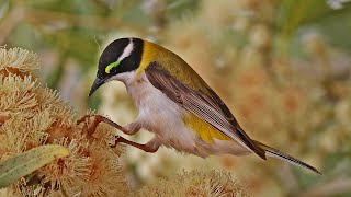 Honeyeaters of Australia [upl. by Serene606]