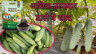 खीरे की खेती कब और कैसे करें  khira ki kheti kab kare  cucumber cultivation in open [upl. by Arocat281]