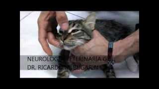 NEUROLOGIA VETERINARIA MIASTENIA GRAVIS EN FELINO [upl. by Tingey327]