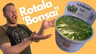 Species Spotlight Rotala Bonsai [upl. by Hannazus]