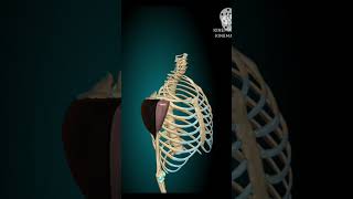 Deep Dive into Deltoid Muscle 3D Anatomy and Functions [upl. by Levin]