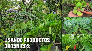 Mostrando resultados de usar productos ORGÁNICOS en nuestro jardín [upl. by Asserat]