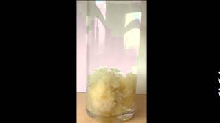 Korean Skincare Trend Ingredient  Tremella Mushroom [upl. by Nicodemus]