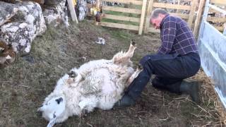 Eachan Lambing a sheep having difficulty [upl. by Mowbray]