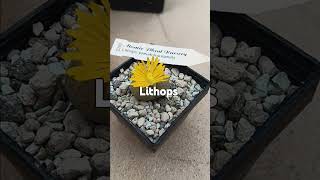 lithops [upl. by Netsyrk934]