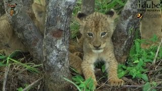 LIONS Following The Pride 5 Close To The Den [upl. by Guinn886]