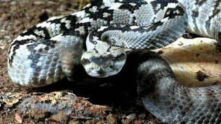 Crotalus molossus  Davis Mt [upl. by Romeyn]