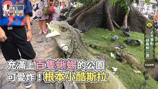 充滿上百隻蜥蜴的公園 可愛炸！根本小酷斯拉《VS MEDIA》 [upl. by Lomax]