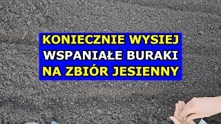 Koniecznie Wysiej Teraz TE BURAKI Zbierzesz je PRZED ZIMĄ Koniec Lipca Sierpień Co Siać Kalendarz [upl. by Genna686]