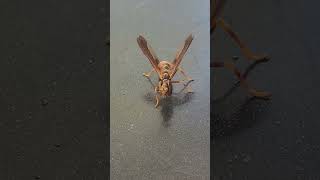 Wow Its not a waspand not a Praying Mantis like I thought Wasp mantidfly Hit the Like on this [upl. by Benisch127]