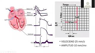 ELECTROCARDIOGRAMA NORMAL RUTINA DE INTERPRETACIÓN [upl. by Eulalia]