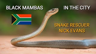 Deadly venomous Black mambas in the city snake rescuer Nick Evans talks about his job [upl. by Josee]