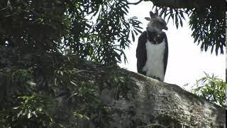 Harpy Eagle sighting in Bolivia with Nicks Adventures Bolivia www nicksadventuresbolivia com [upl. by Talyah]