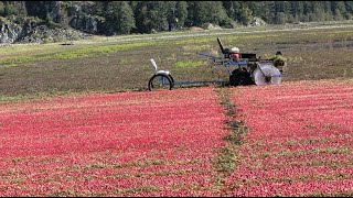 20241013 聖堂Cloudburst Cranberries FarmHomilkum Marsh Loop Trail 02 [upl. by Notyal]