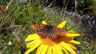 Euphydryas intermedia Damier du chèvrefeuille femelle butine Arnica [upl. by Atteloj]