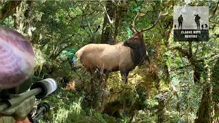 WAPITI ADVENTURE The hunt for the New Zealand WapitiElk in the bugle [upl. by Hajed242]