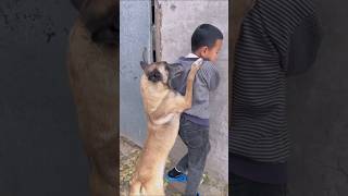 Hero dog saves son from danger shorts [upl. by Vladamar]