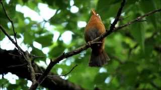 ガビチョウ画眉の囀り Hwamei Singing in a Residential Area of Japan HD [upl. by Ydda597]