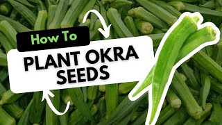 How to Plant Okra Seeds [upl. by Tarttan699]