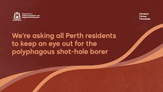 We’re asking all Perth residents to keep an eye out for the polyphagous shothole borer [upl. by Jamel]