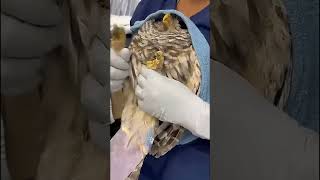 Lucky owl caught in net saved owl rescueowl short [upl. by Ahsinra]