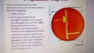 Camp reaction for diagnosing streptococcus agalactiae [upl. by Asira]