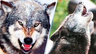 20 Amazing Facts About Gray Wolves [upl. by Anayit]