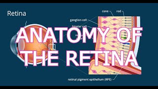 ANATOMY OF THE RETINA [upl. by Hutchinson]