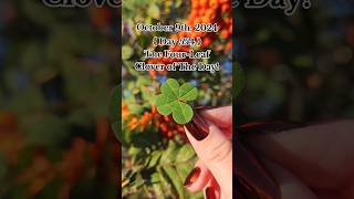 554 Consecutive Days Finding a Genuine FourLeaf Clover 🍀 fourleafclover nature plants [upl. by Debbee]