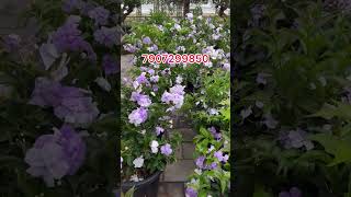 brunfelsia leafgarden yesterdaytodaytomorrow 2 plants 199rs [upl. by Acey]