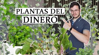 Las 8 plantas del dinero [upl. by Dotson]