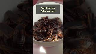 🐾🦗 Kapis Favorite Food – Dubia Roaches Tasty Treats for Kapi the Meerkat 😊💚 meerkat roaches [upl. by Riddle]