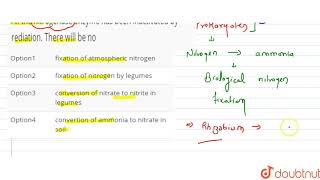 All the nitrogenase enzyme has been inactivated by rediation There will be no [upl. by Liborio]