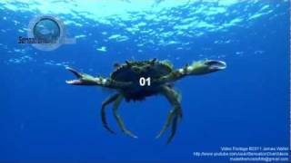 Flying Crab Attack Camera Underwater Stock Footage Videomp4 [upl. by Jarrid]