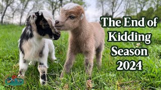 More Mini Lamancha Goat Births to Wrap up Kidding Season 2024 [upl. by Kozloski]