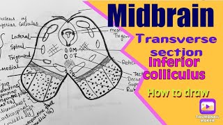 Transverse section of Midbrain at the level of inferior colliculus  Central Nervous System Anatomy [upl. by Giuliana]